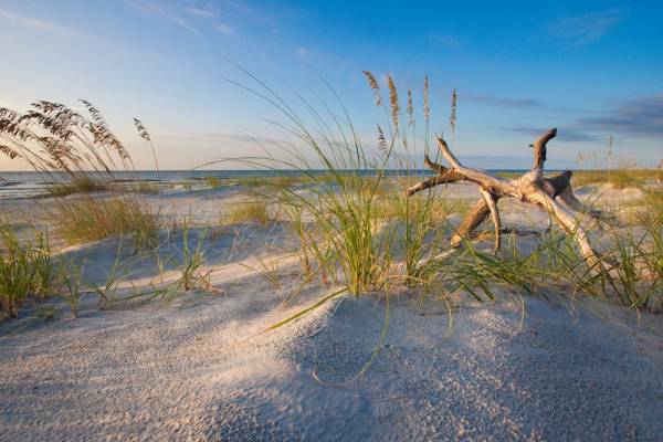 driftwood on beach hilton head