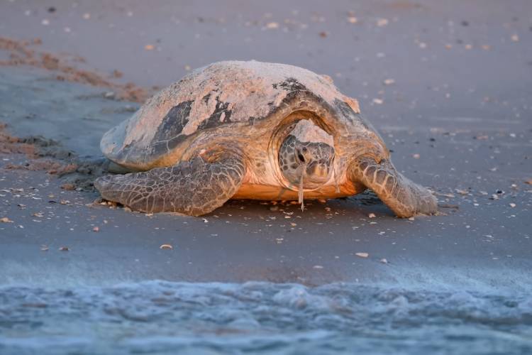mother sea turtle on beach