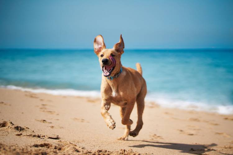 dog running on beach