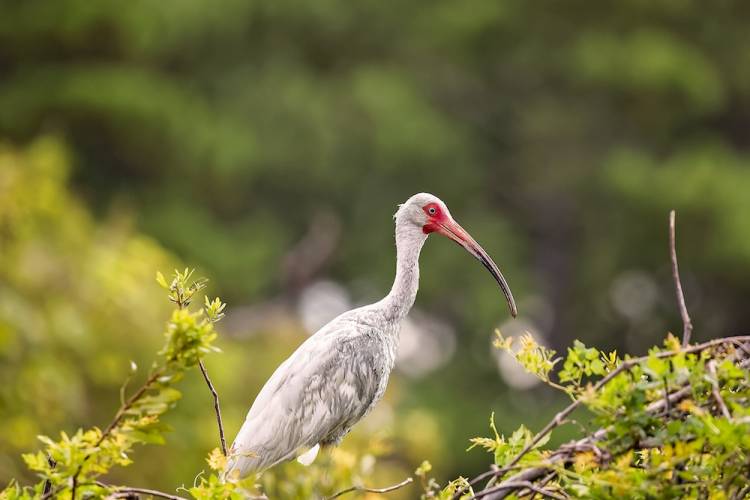 bird in wildlife refuge 