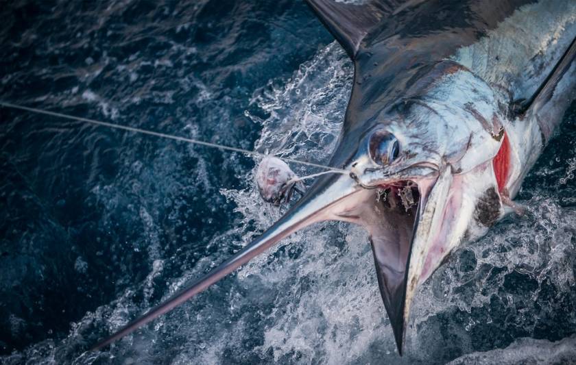 blue marlin hooked on an offshore fishing charter