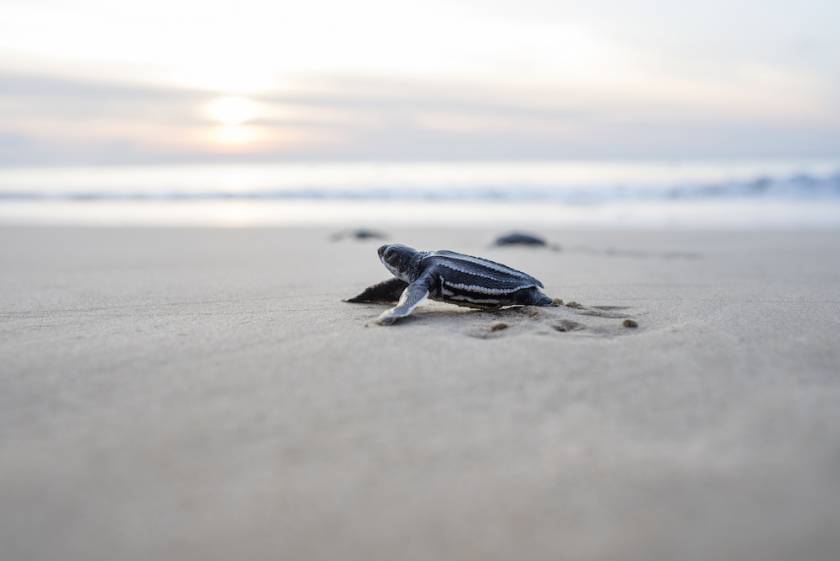 baby sea turtle making its way to the ocean