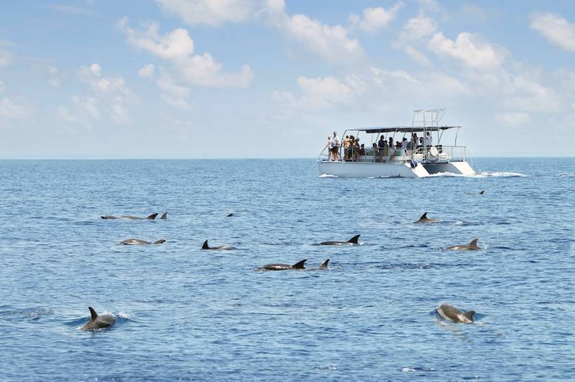 dolphin watching