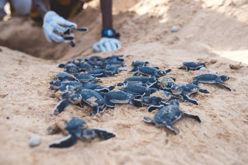 hatching sea turtles