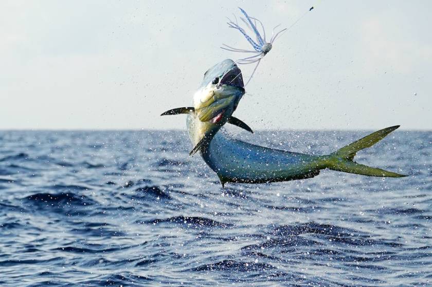 mahi mahi hooked on a fishing line and jumping out of water