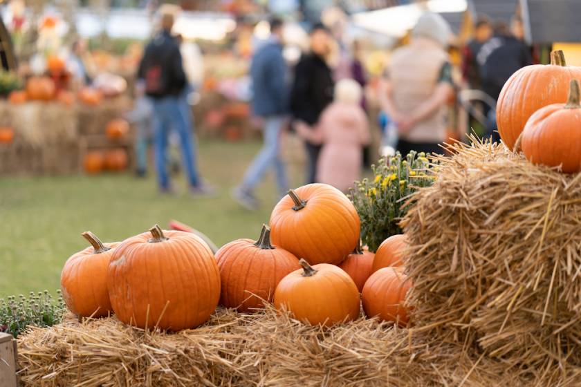 pumpkins on hay at an outdoor fall festival