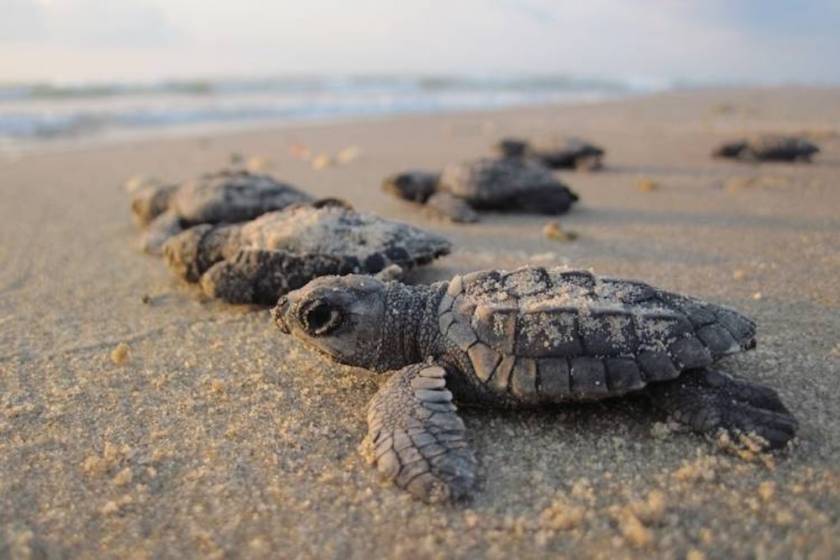 baby sea turtles 